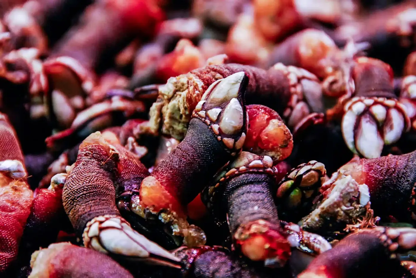 Percebes: Portugal's Hidden Gem in Luxury Seafood